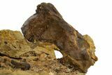 Fossil Dinosaur Bones & Ossified Tendons in Sandstone - Wyoming #330990-2
